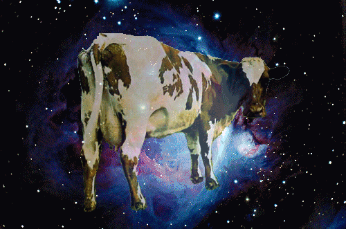 Image result for space cow gif