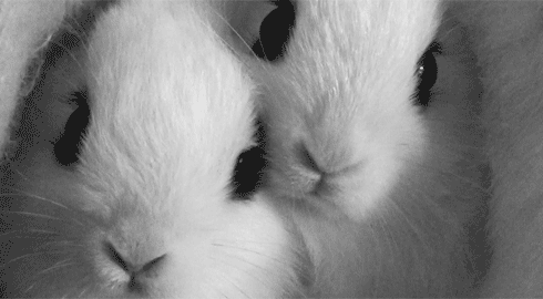 :) love photography cute photo white Awesome black animal sweet color weheartit bunny rabbit pet bunnies f4f 