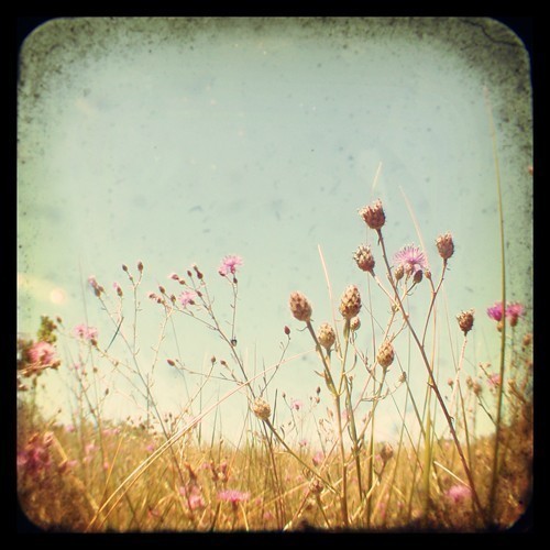 ... vintage style #vintage nature #nature #flower #pretty #countryside