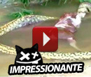 Anaconda Gigante Filmada a Vomitar uma Vaca Inteira!