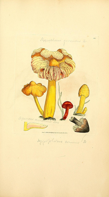 mycology:

Hygrocybe conica as Hygrophorus conicus by BioDivLibrary on Flickr.
Coloured figures of English fungi or mushrooms..London,Printed by J. Davis,1797-[1809].biodiversitylibrary.org/page/5751478
