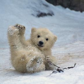 Baby Bear Pictures on Baby Polar Bears   Tumblr