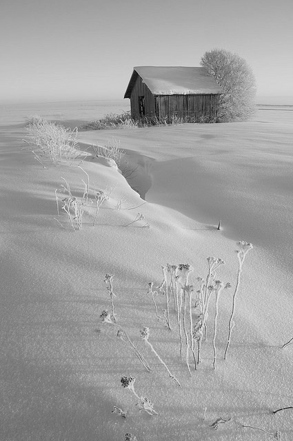wasbella102:Winter Barn, Ylistaro Finlandmissdainamite:Is that you in there M lol 