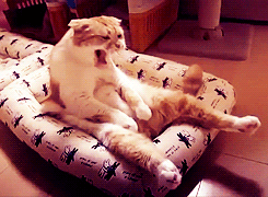 tenth life cats funny kittens gif