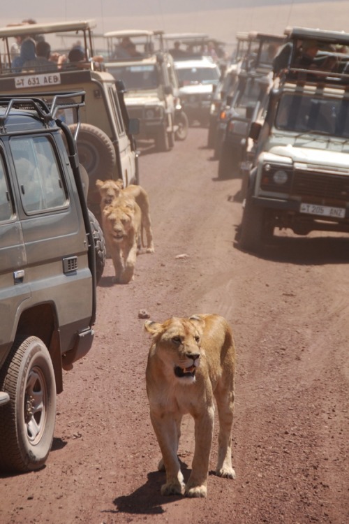 funnywildlife :During a safari in the Ngorongoro crater, Tanzania, a group of 9 lions decided to cross the street and walk through the cars, making real chaos. 