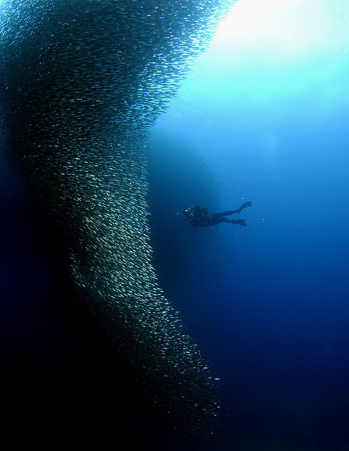 satvrn: 053_adj_DSC0905 sardines encircling unsuspecting diver by edpdiver on Flickr.