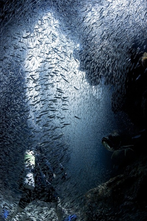 crooksh4nks :Diver immersed in silversides