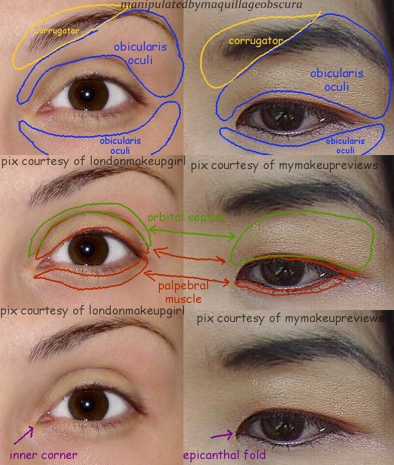 Difference Between Asian Eyes 57