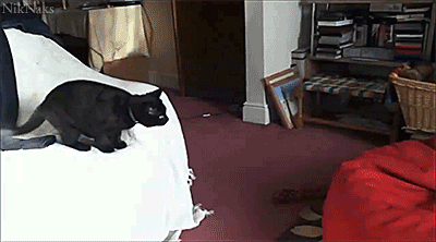 niknak79: This cat knows how to relax 