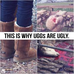 are uggs made from sheep