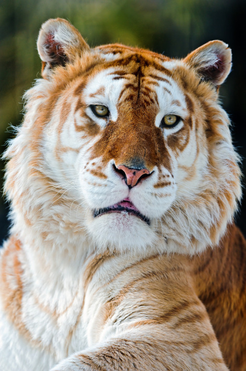 0ceanatic: senerii: Melancholic golden tiger (By Tambako the Jaguar) ✜urban-skate✜