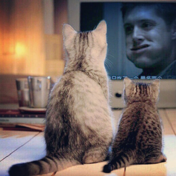 sabahathhena: Even #Cats love #DeanWinchester #Supernatural #JensenAckles