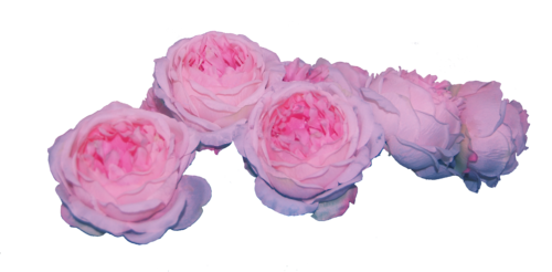 pinkcuts: preetty transparent flowers on my blog 