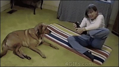 Dog is better at yoga. [video]