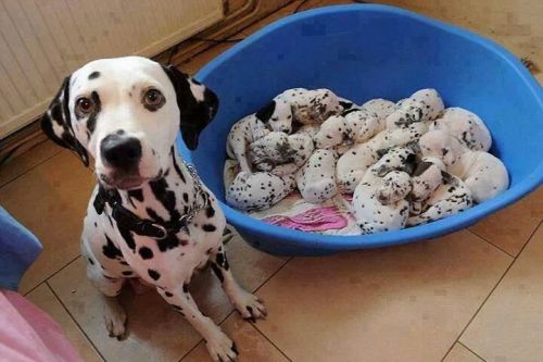 dog animals cute puppy puppies dogs baby animals Mommy dalmatian dalmatians 