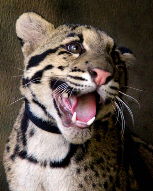 sdzoo: Happy Haui-san! by Penny Hyde When our animals are happy, we’re happy. 
