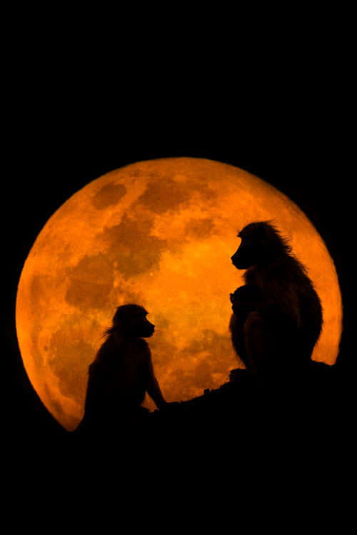 vurtual: The Baboons &amp; The Moon (by Mario Moreno) 