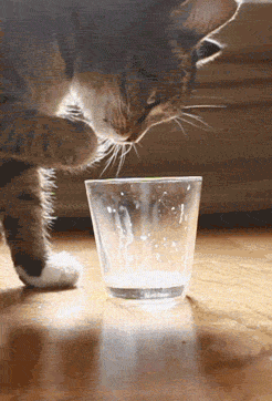 theperfectworldwelcome:sologatos:41511kissabussi:Cat drinking milk.Beautiful&#160;!!! \O/