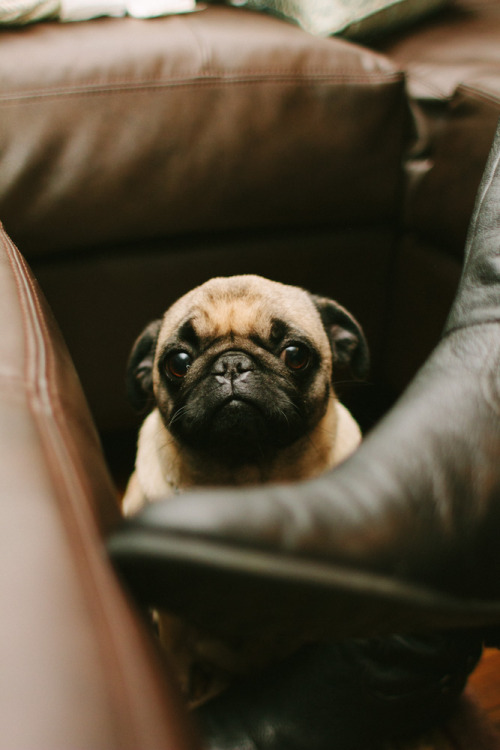 st0rk: i love dogs but in the cutest way possible pugs seriously are ugly, pugly, pigly… no, just me. 