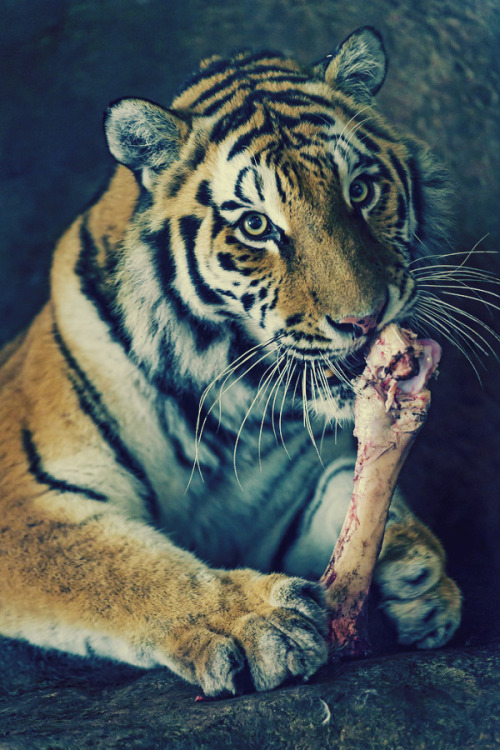  Tigress and bone 