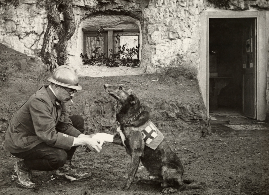 A WWI allied soldier bandages the paw of a Red Cross working dog in Flanders, Belgium, May 1917. We want to hear your dog stories - how Devoted is your dog? Tell us on National Geographic Your Shot. Photograph by Harriet Chalmers Adams, National Geographic