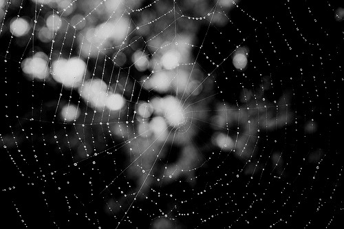 
The web By sicolan
