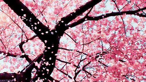Cherry Blossom Animated Cherry Blossoms Pink Dozorisozo