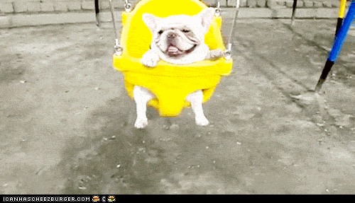 dog in swing funny meme gif WiffleGif