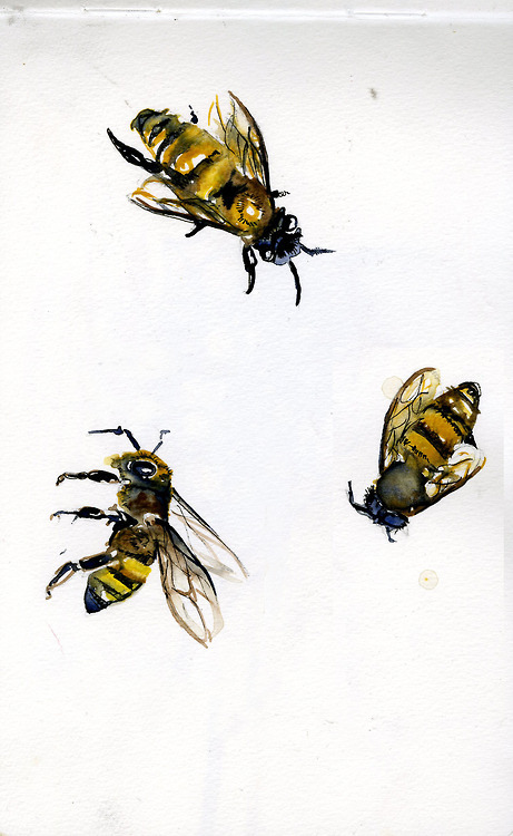 "BEES" watercolor, micron, pencil, and gel pen for more work check out http://somecallmerae.tumblr.com/ &lt;3 Rae