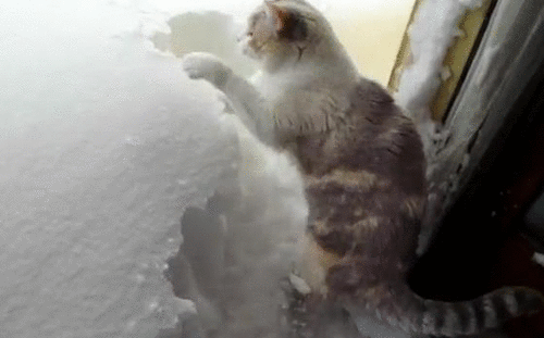 cats snow gif | WiffleGif