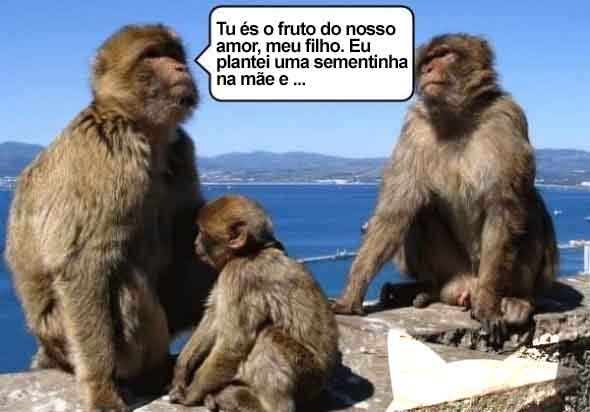 educação sexual de macaco - ainanas