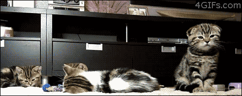 New trending GIF tagged cat reaction kitty salvador…