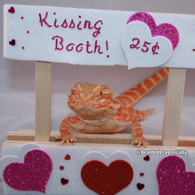 Image result for bearded dragon valentine gif