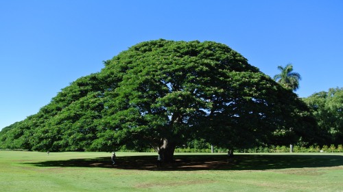 日立の樹 @ハワイ
