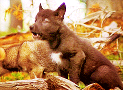 black wolf gifs | WiffleGif