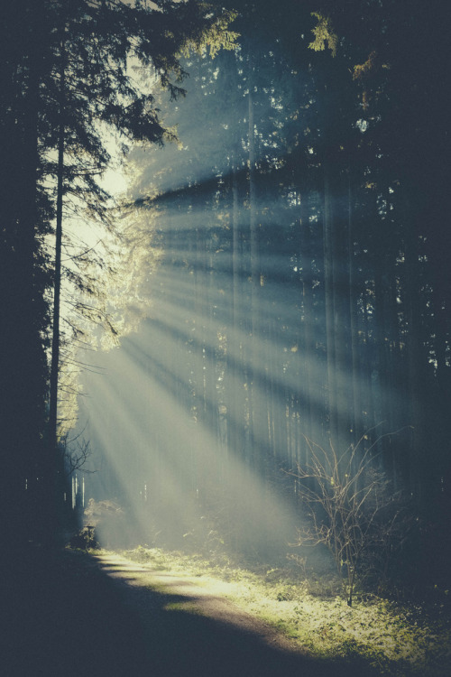 morbvs: Morning light in the forest // Martin Martinsson 