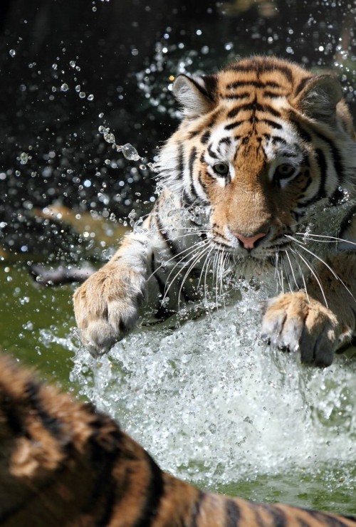 earth-song: Tiger attack by ~AF—Photography