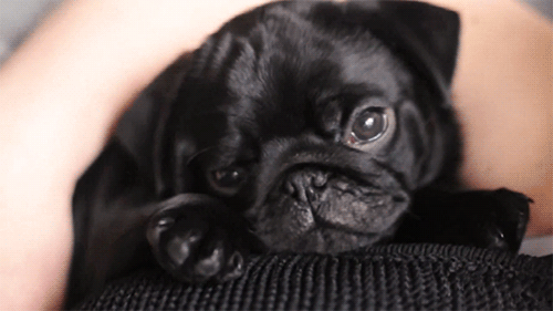 sleepy pug black pug gif | WiffleGif
