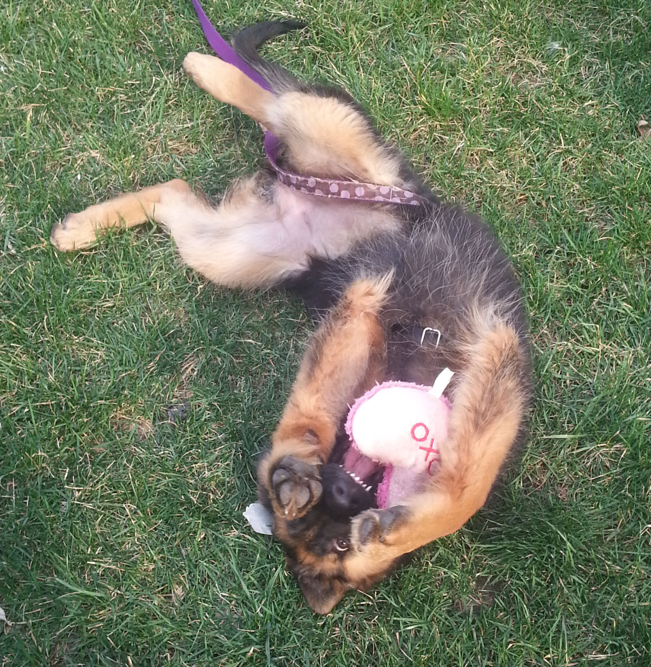 Crazy Puppy Rolling In The Grass German Shepherd Dog Forums