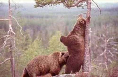 ...you know what else bears do in the woods?