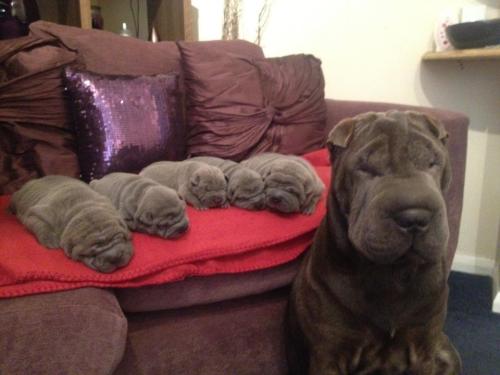 scarygoddess: I, a big wrinkle, made all of these smaller wrinkles. 