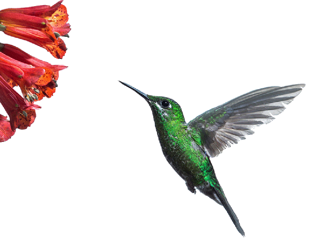 hummingbird gifs Page 3 | WiffleGif