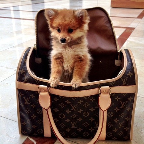 dog cute puppy louis bag louis vuitton Lv vuitton fashion--fairytale •