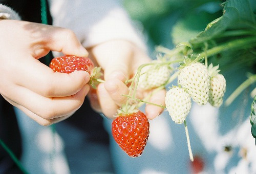 catsamour: ripe by happa*yucco on Flickr. 