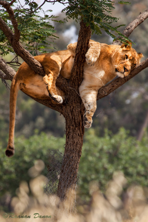 loveforearth: “Lioness on the Tree” by Raanan Danon