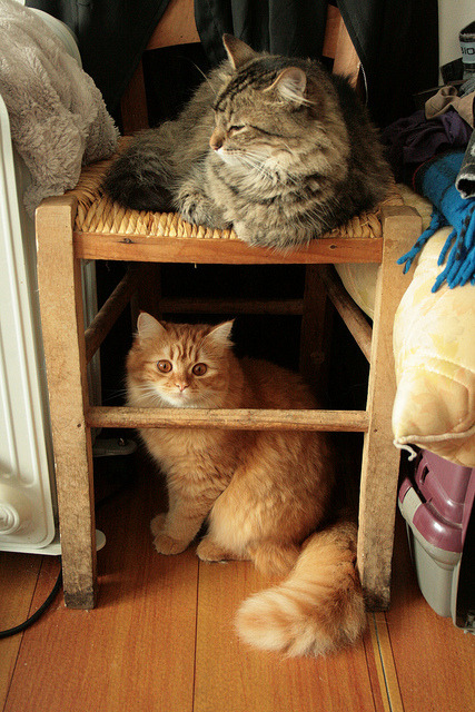 89cats: untitled by deadoll on Flickr.