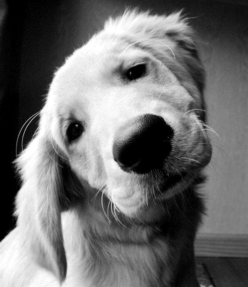 dog photography animals cute adorable Black and White tumblr eyes puppy animal picture cutie lovely so cute puppies sweet dogs pet pup doggie retriever dog cute 