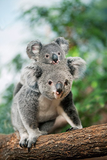 theanimaleffect: Koala Mother Carrying Joey On Back In Tree by Gerard Lacz