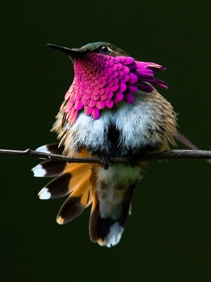 villere: Wine throated hummingbird by Jose Yee 