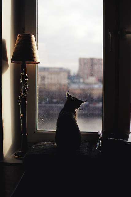 friday cat by Anastasia Autumn on Flickr.